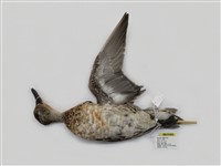 藏品(小水鴨)的圖片